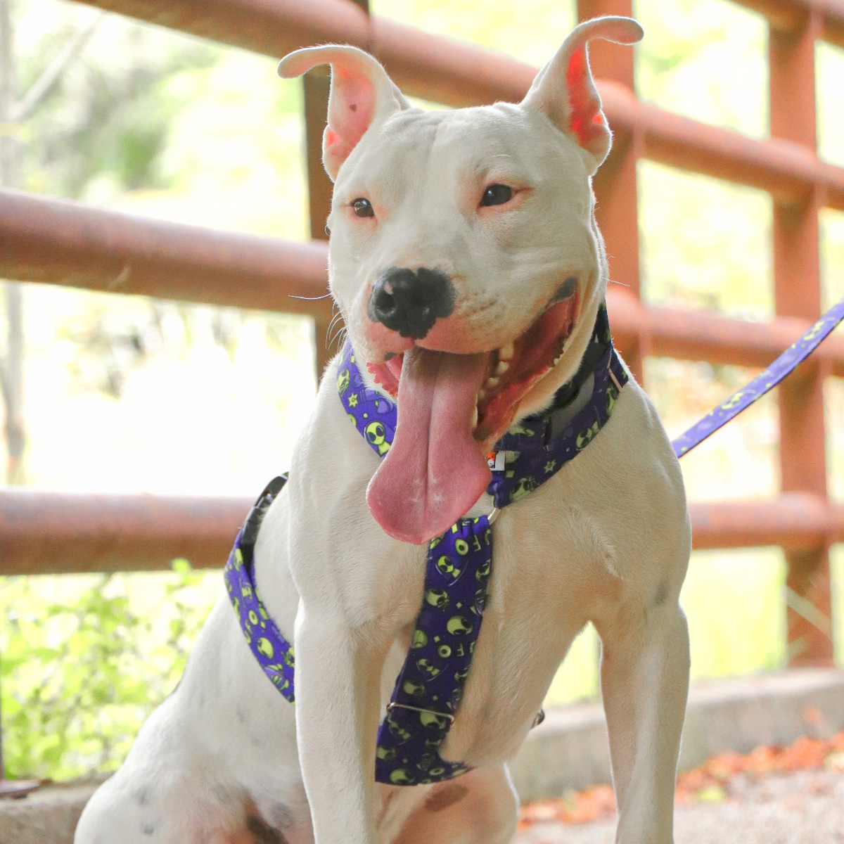 Pechera Alien Fashion – G - Imagen 2